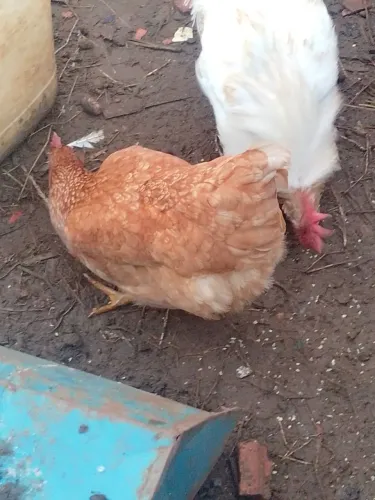 Poedeira isabrown e Embrapa 051
