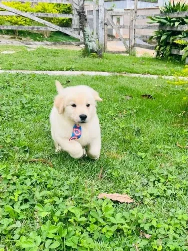 Golden Retriever Um filhote que transforma qualquer momento simples em especial
