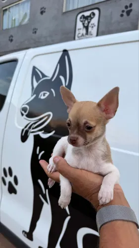 Chihuauha micro macho