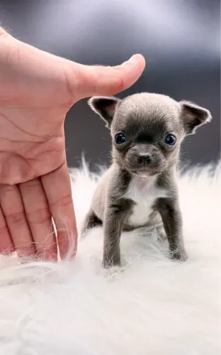 Chihuahua Exotico pelo curto