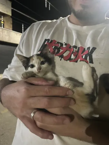 Filhotes de gato para adoção
