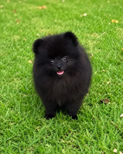 Lulus da Pomerânia (anão) CBKC