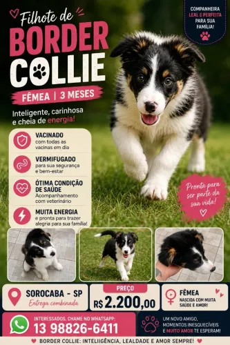 Border Collie - Fêmea 3 meses