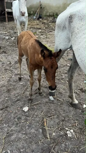 Vendo égua mais portinha