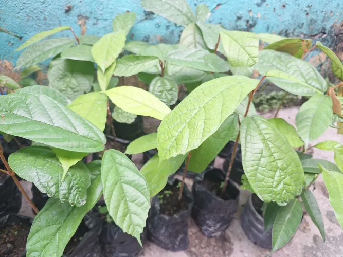 Vende se Mudas cupuaçu e banana ouro