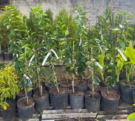 Frutíferas