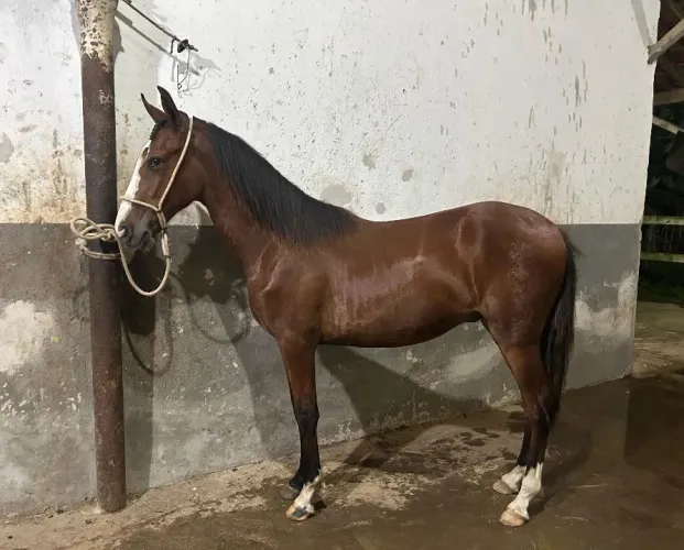 Potro Mangalarga Marchador Registrado abccmm