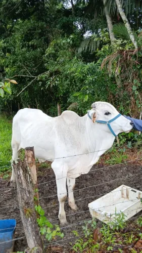 Touro nelore - camboriu - SC