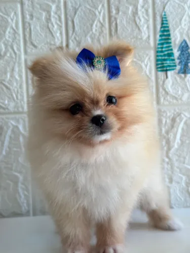 Spitz Alemão fêmea lindona