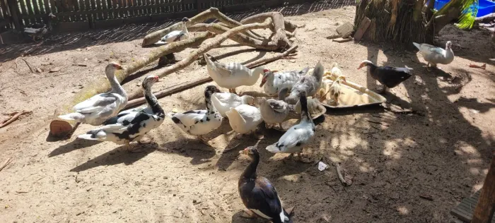 Patos 