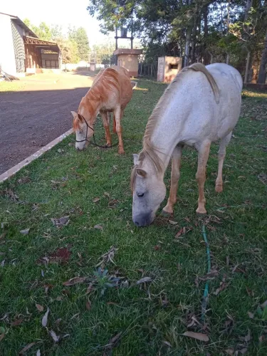 Vendo égua tordilha mança de criança e mulher andar boa para trabalhar no campo