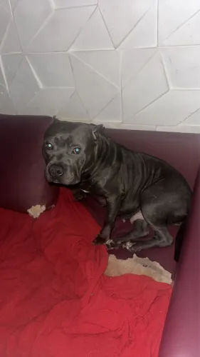 Casal de American Bully