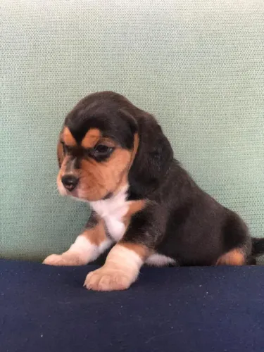 Filhote Beagle, Seu novo cãopanheiro está ansioso para te conhecer!