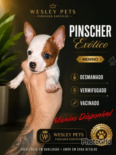 FILHOTE PINSCHER MENINO DESMAMADO