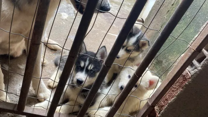 Filhotes de Husky Siberiano - Nascidos em 20/07/2026 | Coronel Fabriciano<br>