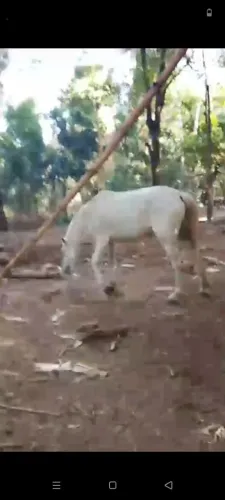 2 égua e um potro e uma sela