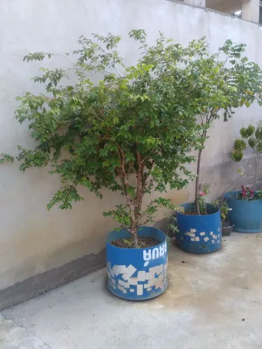 Pe de jabuticabeira no vaso 