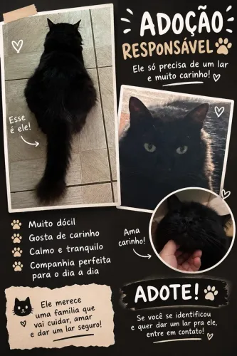 Adoção Gato