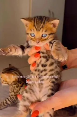 Presentei quem vc ama com um filhote de Bengal