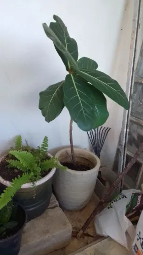 Muda de Cajueiro