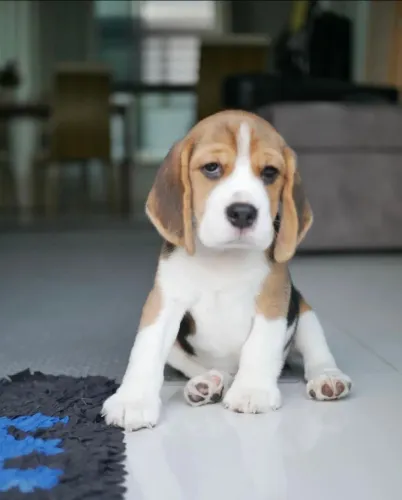 Beagle com personalidade encantadora e muita energia.
