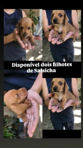 Filhote de salsicha