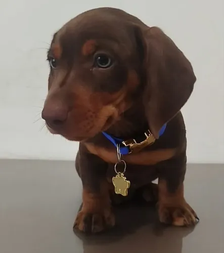 Filhotes de Dachshund Macho Chocolate 