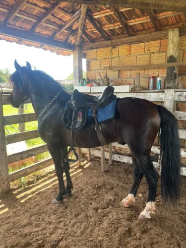Cobertura de cavalo manga larga registrado no definitivo marcha batida para pista