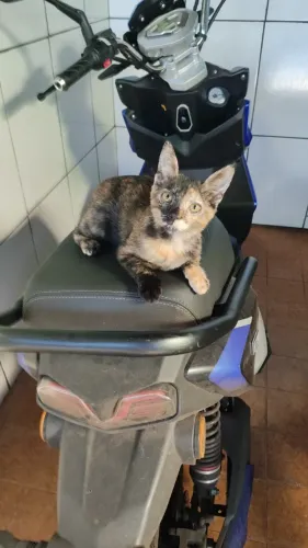 Gata