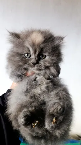 Filhote de gato persa padrão pet