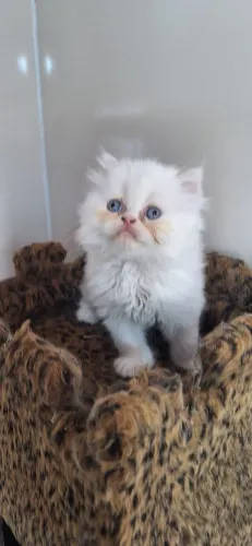 Gato persa