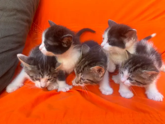 Gato filhote para adoção