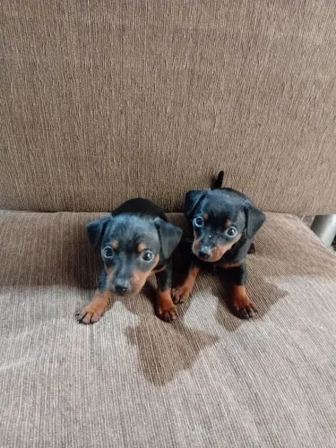 Pinscher muito pequeno