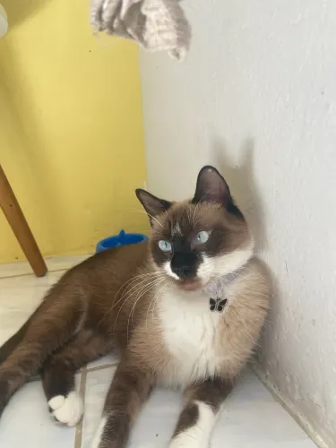 Doando gatinha siamês 1 aninho 