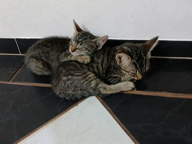 Doação de Gatos