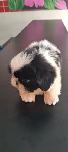 Filhotes de SHIH TZU MACHINHO MINI