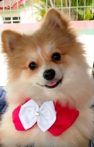 Vendo cachorro Spitz alemão