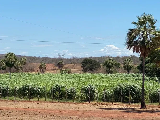 Fazenda á venda ao norte do Piauí com 1.700 hectares, 200 cabeças de gado, beira de rio, e