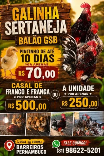 vende-se pintos e frangos gsb