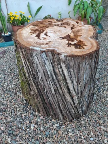 Tronco de Madeira natural ideal para decoração rústica