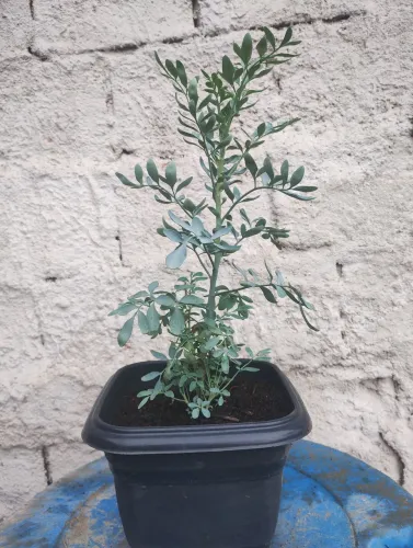 Muda de arruda
