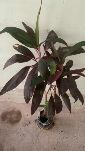 Planta Cordyline