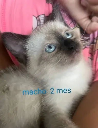 Adoção