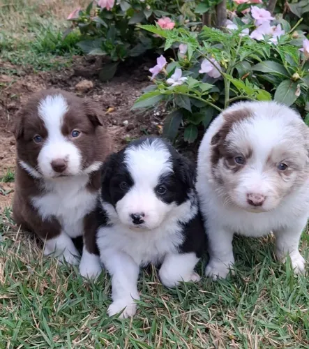 Border Collie filhotes c/ pedigree cbkc @border.collie.br