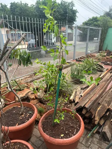 Acerola no vaso