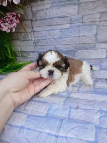 Shitzu machinho mini tricolor