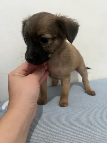 Pinscher com chihuahua macho 