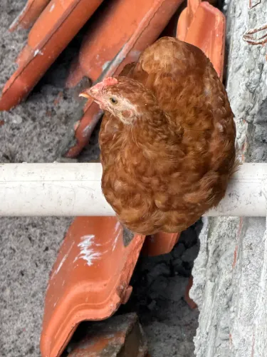 Galinha embrapa o51