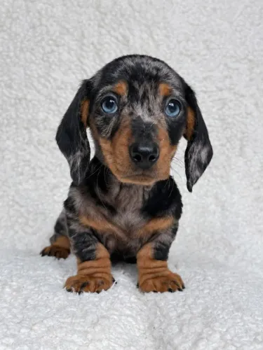 Dachshund salsichinha fêmea arlequim em até 12x