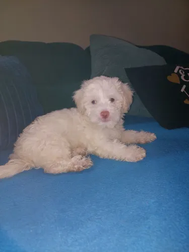 VENDE-SE FILHOTE DE POODLE ?